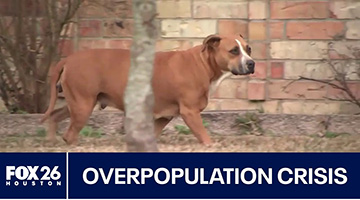 Advocates Address the State of Animal Welfare