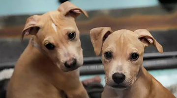 Two BARC Dogs