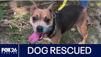 Dog rescued near McKay Bridge