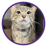 Gray Cat