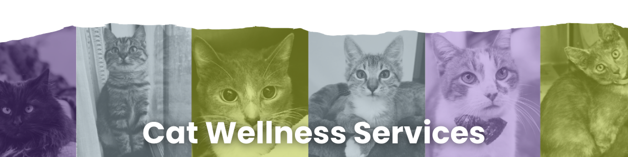 cat wellness page banner