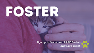 Foster