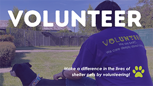 Volunteer