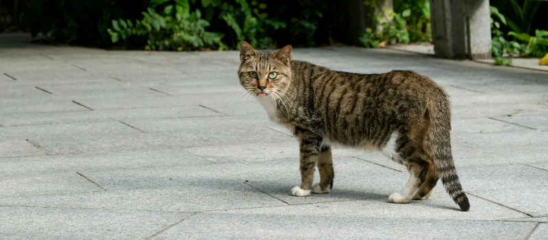 Stray Cat